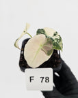 Alocasia reginula 'Black Velvet variegata'