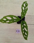 Monstera obliqua ‘Peru’