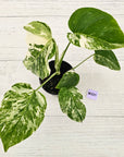 Monstera borsigiana 'Albo'