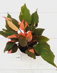 Homalomena rubescens Flaming Red Variegata