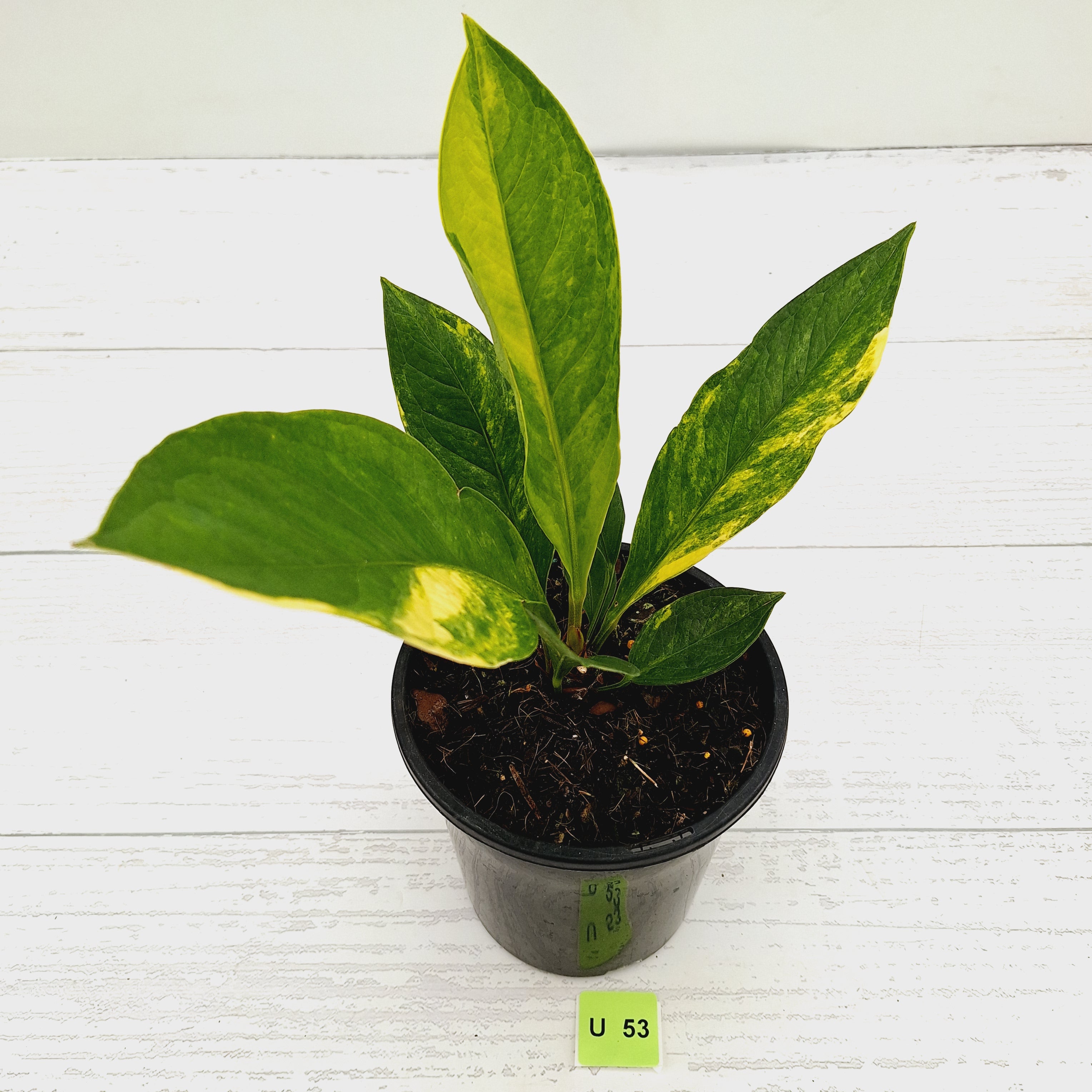 Anthurium jenmanii Variegata