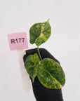 Alocasia Dragon Scale Aurea Variegata - Bare Bottom Baby