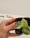 Alocasia baginda ‘Dragon Scale Mint’ -SALE