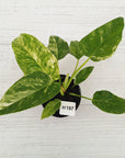 Philodendron giganteum Blizzard - SALE