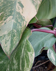 Philodendron erubescens Strawberry Shake - Perfectly Imperfect Plants