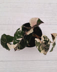 Alocasia macrorrhizos 'plumbea Variegata'