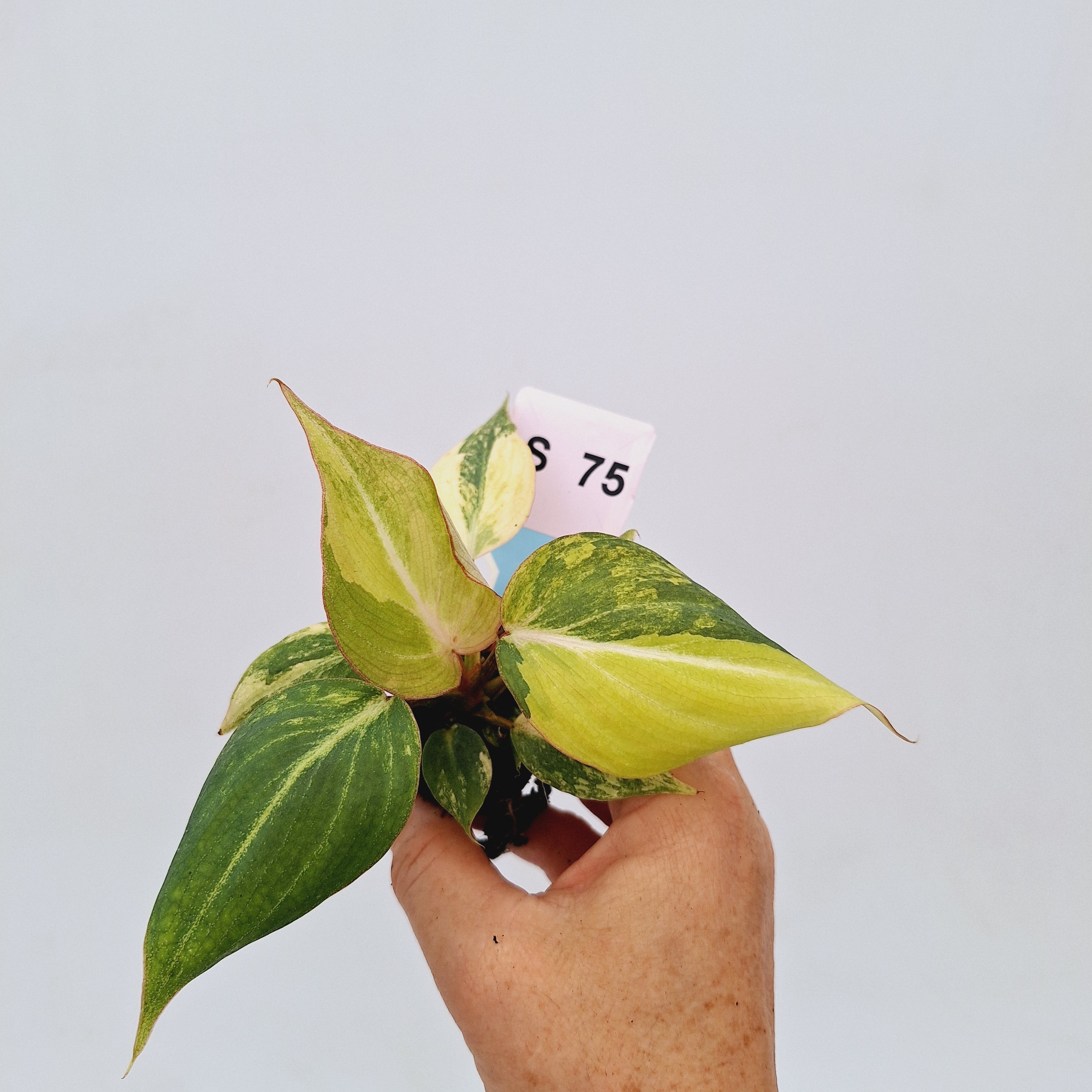 Philodendron gloriosum  variegata - Bare Bottom Baby