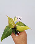 Philodendron gloriosum  variegata - Bare Bottom Baby