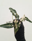 Alocasia Amazonica bambino Variegata - Bare Bottom Baby
