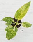 Philodendron giganteum Blizzard - SALE