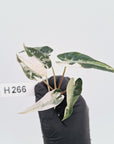Alocasia Amazonica bambino Variegata - Bare Bottom Baby - SALE