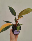 Philodendron 'Rojo Congo Variegated' 70mm