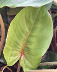 Homalomena rubescens Magical Pattern - Bare Bottom Baby