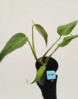 Monstera 'Burle Marx's Flame' - sale