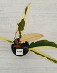 Philodendron serratum Caramel Marble Albo