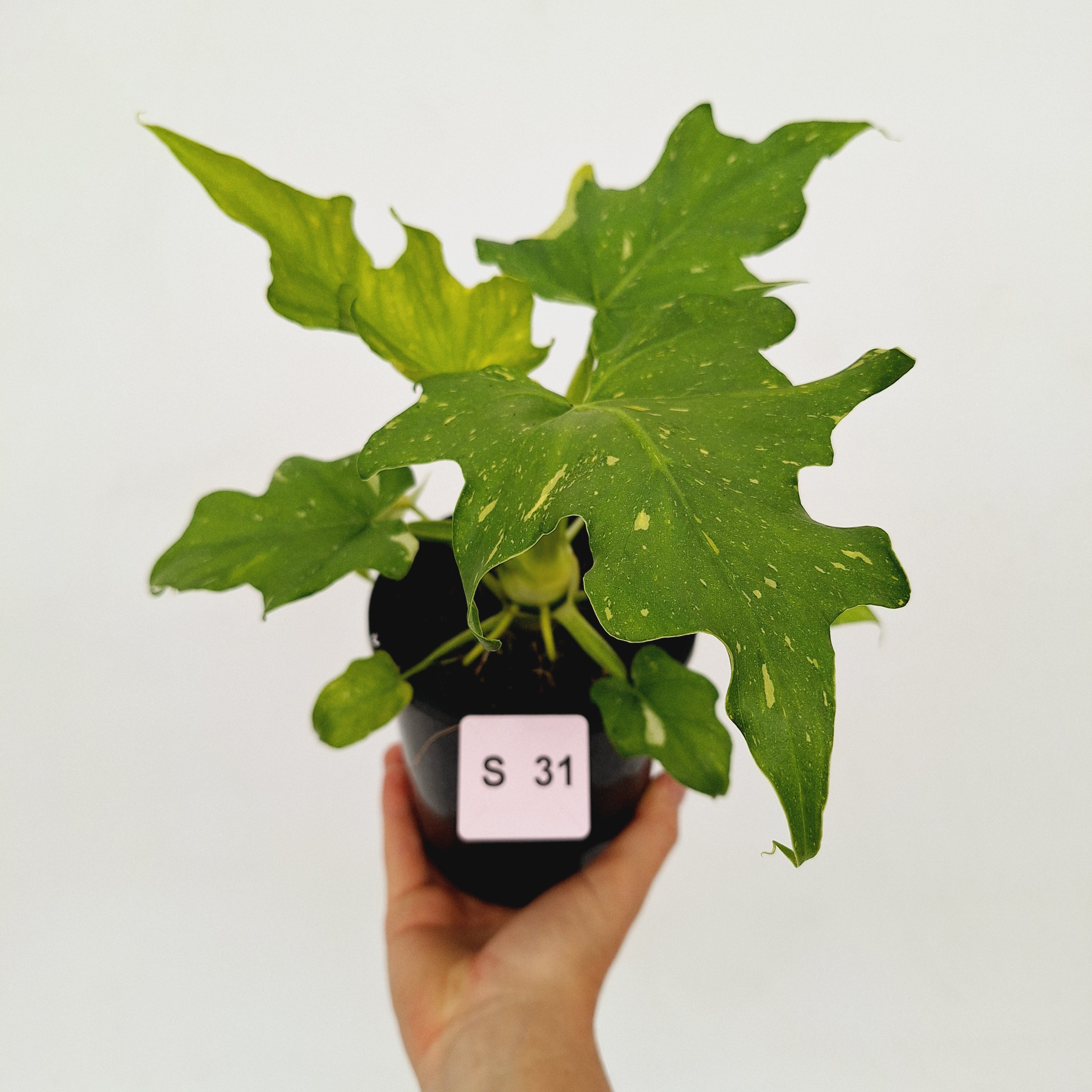 Philodendron warscewiczii Gold Variegata