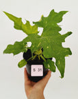 Philodendron warscewiczii Gold Variegata