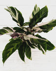 Calathea lietzei ‘White Fusion’