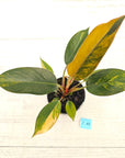 Philodendron 'Rojo Congo Variegated' 125mm