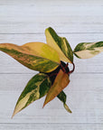 Philodendron erubescens Strawberry Shake