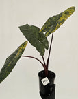 Alocasia macrorrhizos 'plumbea Variegata'