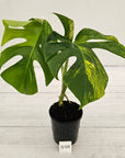 Monstera borsigiana Aurea