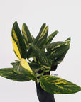 Monstera standleyana 'Cobra' - SALE