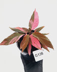 Homalomena Humilis Jungle Satin Variegata
