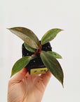 Philodendron 'Orange Princess'