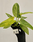 Homalomena sulcata ‘Cream Frost’ - SALE
