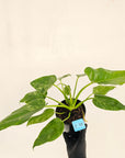 Philodendron giganteum Blizzard - SALE