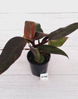 Philodendron 'Orange Princess'
