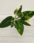 Philodendron imperial green variegata