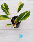 Homalomena 'Tropical Green' Variegata -sale