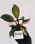 Philodendron 'Rojo Congo Variegated' - SALE