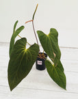 Anthurium Papillilaminum