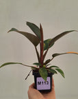 Philodendron 'Rojo Congo Variegated' 70mm