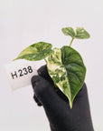 Alocasia Dragon Scale 'Marble' Variegata