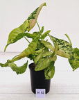 Syngonium podophyllum Confetti Tricolour
