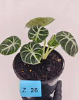 Alocasia reginula 'Ninja Variegata'