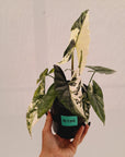 Alocasia ‘Simpo Albo’ Variegata - SALE