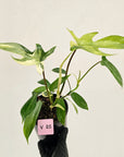 Philodendron pedatum 'Florida Beauty'