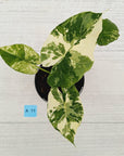 Alocasia Odora 'California Albo'