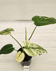 Monstera Deliciosa 'Mint'