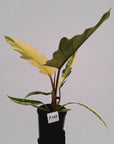 Philodendron serratum Caramel Marble