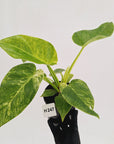 Philodendron giganteum Blizzard - SALE