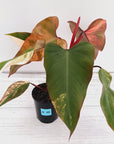 Philodendron erubescens Strawberry Shake - SALE