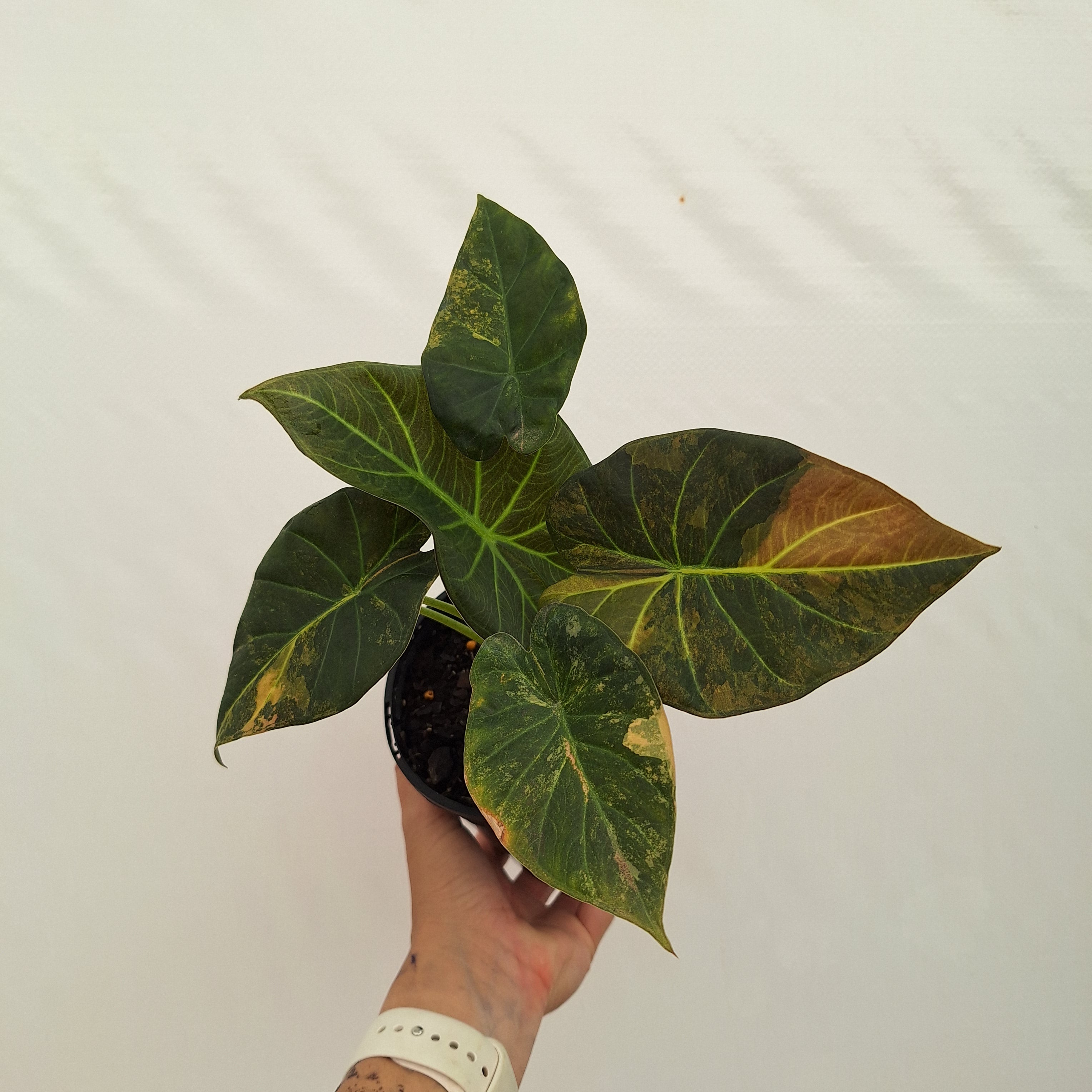 Alocasia 'Regal Shields'  variegata