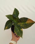 Alocasia 'Regal Shields'  variegata