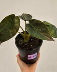 Alocasia ‘wentii’ Variegated - Sale